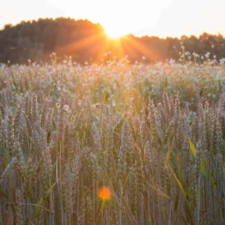 Chateau De La Richerie - Proche Puy Du Fou